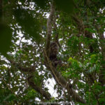 macaco prego comendo em cima da árvore