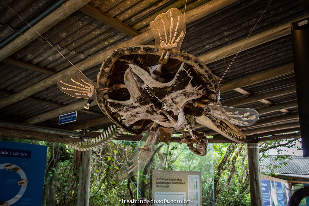 esqueleto de uma tartaruga exposto no projeto TAMAR em Florianópolis