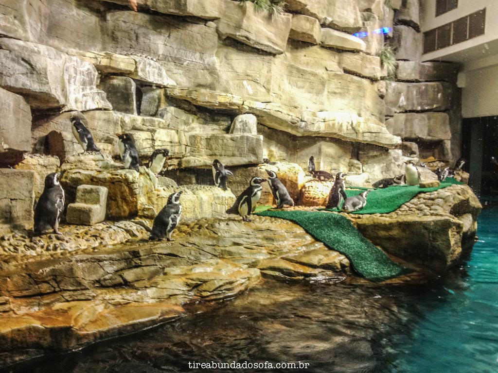 pinguins no shedd aquarium, em chicago