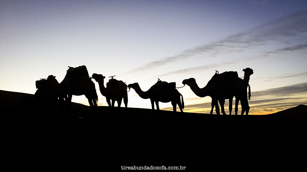 camelos no deserto do saara, em merzouga, marrocos