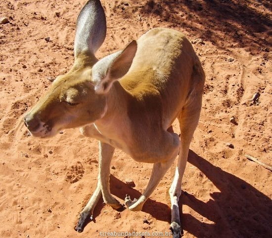 canguru parado para foto, na Austrália