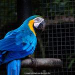 arara azul, parque das aves em foz do iguaçu