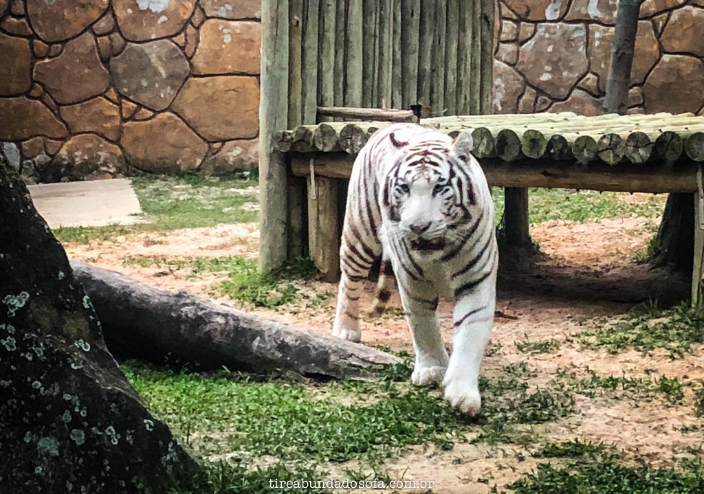 tigre branco no parque beto carrero