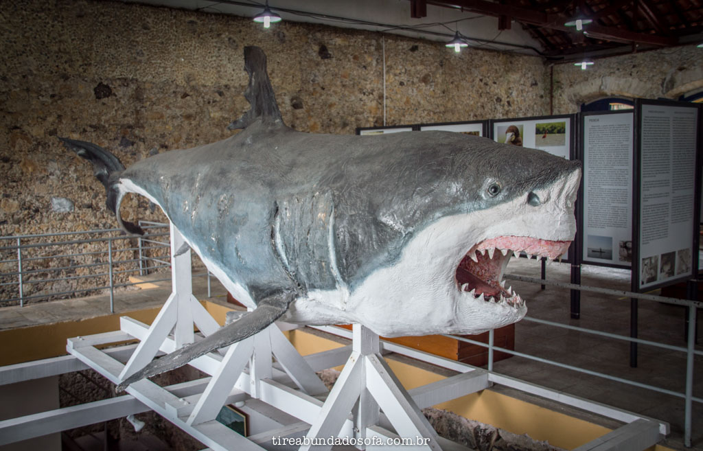 O maior tubarão branco em exposição no mundo, no museu municipal de cananéia