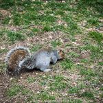 esquilo no central park em nova york