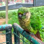 Pássaros lindos, no Zoo Pomerode, Santa Catarina