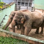 Elefantes resgatados, no Zoo Pomerode, SC