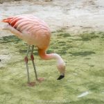 Flamingo, no Zoo Pomerode, SC