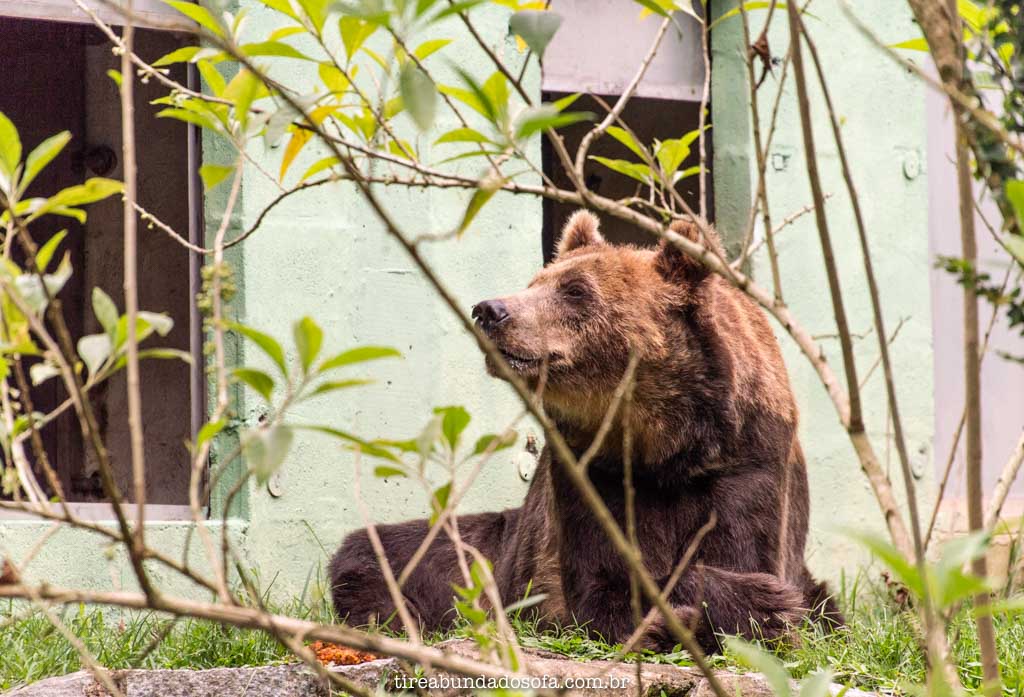 urso resgatado de circo, no zoo pomerode, em SC
